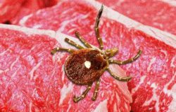 Alfa-Gal Sendromu: Kene Isırığıyla Gelen Alerji ve Yaşamı Değiştiren Uyarı