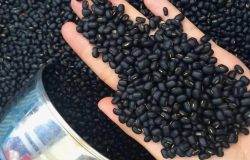 Asyalıların yedikçe yağ yaktıran besini! 24 saat tok tutuyor! Kilo vermede çığır açıyor