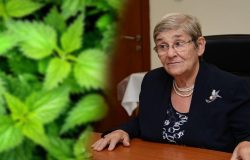 Canan Karatay’dan kandaki zehri temizleyen ısırgan otu çayı önerisi!