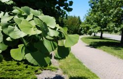 Hafızayı çelik gibi yapıyor! Ginkgo Biloba ne işe yarar ve faydaları nelerdir?