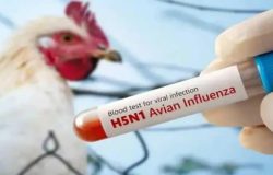 Meksika’da alarm verildi: İlk kez bir insanda ‘H5N1’ kuş gribi tespit edildi!