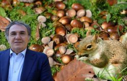 Meşe palamudu yenir mi? İbrahim Saraçoğlu’nun önerdiği meşe palamudunun faydaları