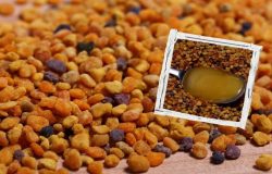 Propolis nedir? Nasıl kullanılır? Etkileri nelerdir?