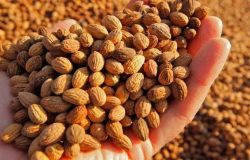 Zeytin çekirdeği yutmanın faydaları neler? Günde kaç tane zeytin çekirdeği yutulur?